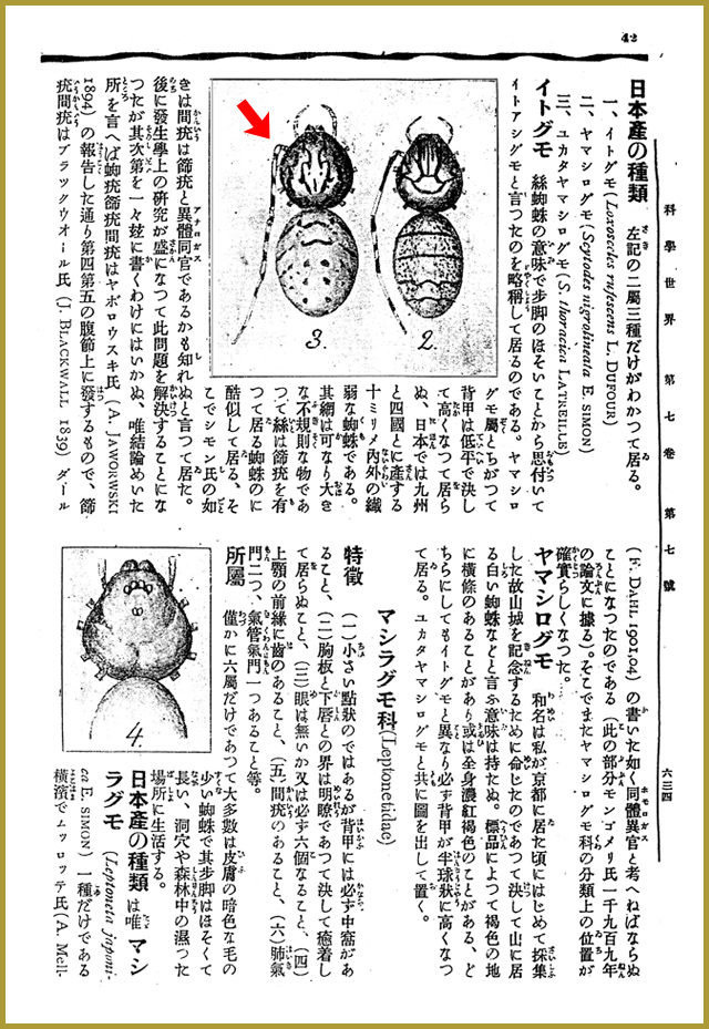 岸田久吉著『日本産蜘蛛類（其の四）』にある「ユカタ」の由来説明。上の図の矢印がユカタヤマシログモ。右はヤマシログモだ。