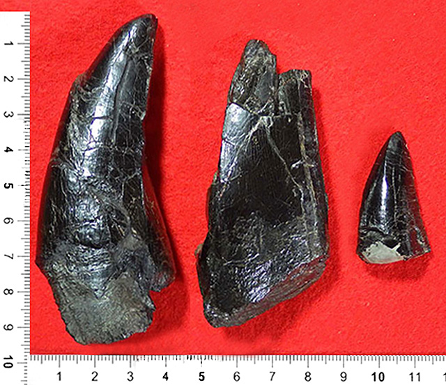 長崎県で発見されたティラノサウルス科恐竜の歯の化石（左の２点）と他の獣脚類の歯の化石（右）。（画像提供:長崎市教育委員会・福井県立恐竜博物館）