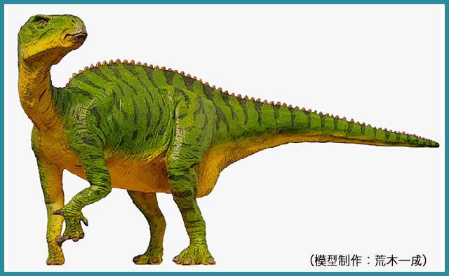 上・コシサウルスの発見部位、下・コシサウルスの復元模型。（写真提供・福井県立恐竜博物館／模型・荒木一成）