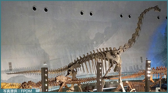 日本最大級の恐竜化石標本、ブラキオサウルス。