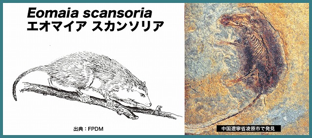 1億2500万年前の初期の哺乳類。出典の「FPDM」は福井県立恐竜博物館(Fukui Prefectural Dinosaur Museum)の略、以下同。
