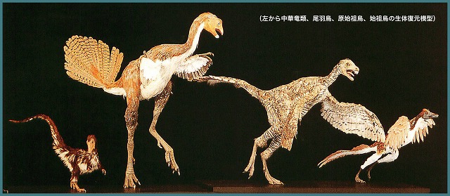 福井県立恐竜博物館では2000年にオープン以来、恐竜から鳥への進化を伝える模型が展示されている（初めてこの展示を見た時の感銘したことが忘れられない。（出典：2004年、福井恐竜博物館『展示解説書』）